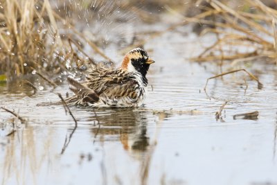 lapland longspur 041308IMG_0478