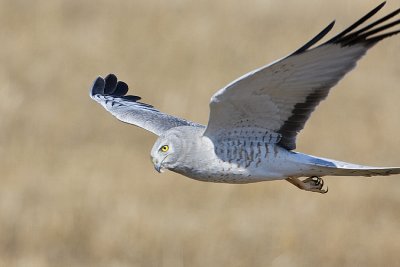 northern harrier 041708IMG_0551