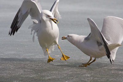 ring-billed gull 041708IMG_0457