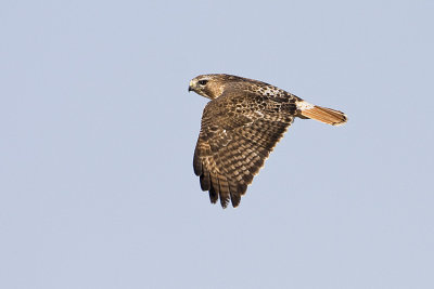 red-tailed hawk 041708IMG_0663