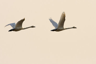 tundra swans 041708IMG_0808