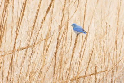 mountain bluebird 041908IMG_0429