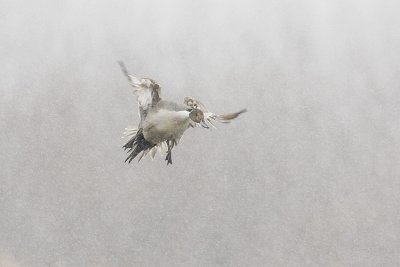 northern pintail 041908IMG_1882