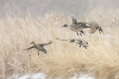 northern pintail 041908IMG_2055