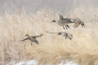 northern pintail 041908IMG_2055