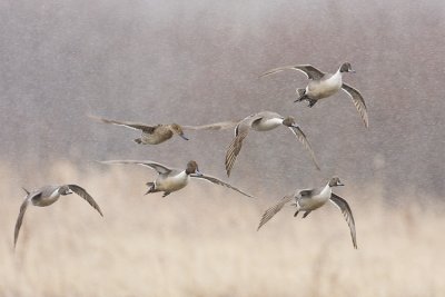 northern pintail 041908IMG_2084