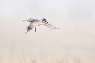 northern pintail 041908IMG_2843