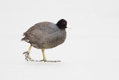 american coot 042008IMG_1767