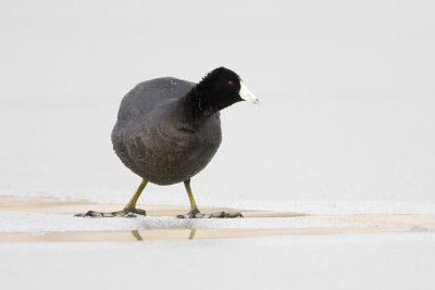 american coot 042008IMG_1784