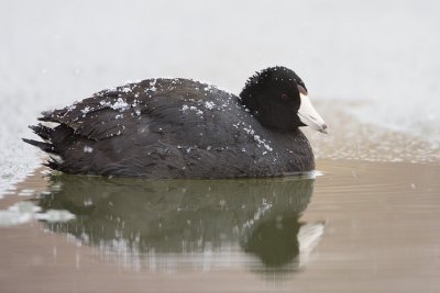 american coot 042008IMG_2212