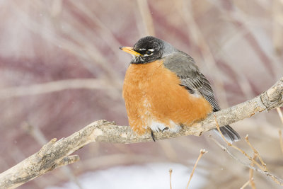 american robin 042008IMG_1998