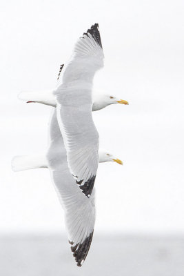 herring gulls 042008IMG_0144