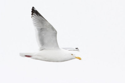 herring gull 042008IMG_0174