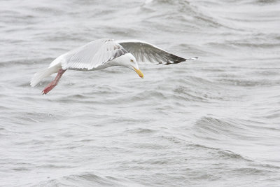 herring gull 042008IMG_0293