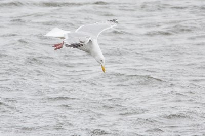 herring gull 042008IMG_0317