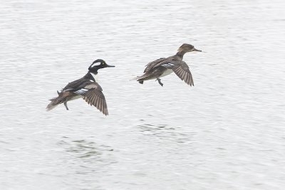 hooded mergansers 042008IMG_1013