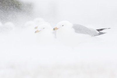 ring-billed gull 042008IMG_1228