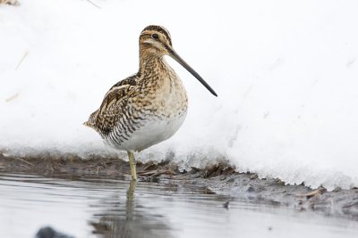 wilson's snipe 042008IMG_1684