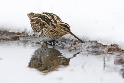 wilson's snipe 042008IMG_1705