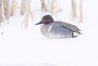 green-winged teal 042108IMG_0504