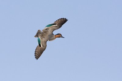 green-winged teal 042208IMG_0082