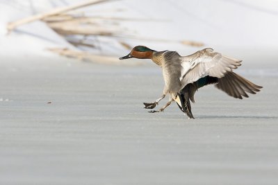 green-winged teal 042208IMG_0459