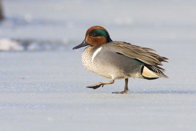 green-winged teal 042208IMG_0607