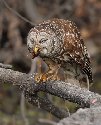 Barred Owl with Crawfish