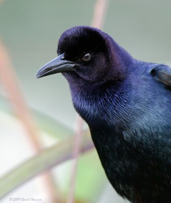 Grackle- Male
