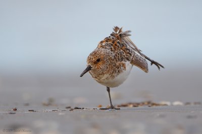 Sanderling