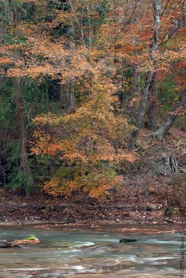 Kisatchie Bayou