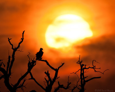 Osprey at Sunrise