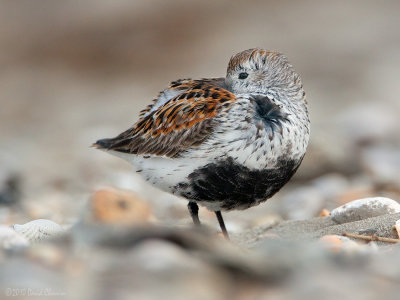 Dunlin