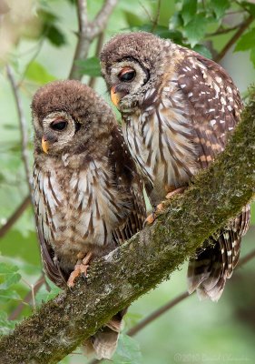 Barred Owl Siblings