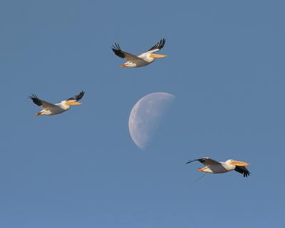 White Pelicans