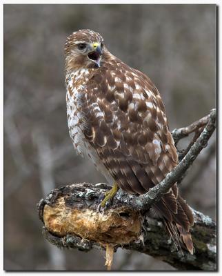 Red Shouldered Hawk