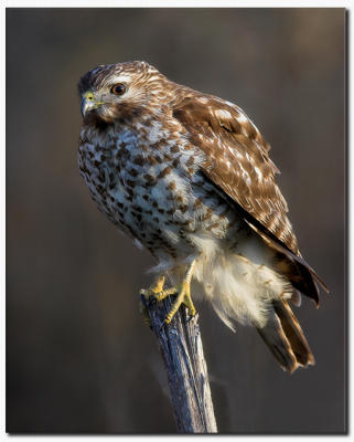 Red Shouldered Hawk