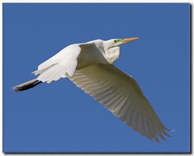 Great Egret in Flight