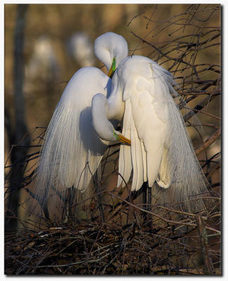 Preening Pair