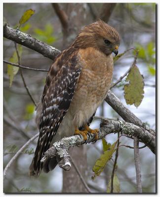 Red Shouldered Hawk