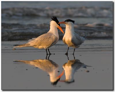 Royal Terns