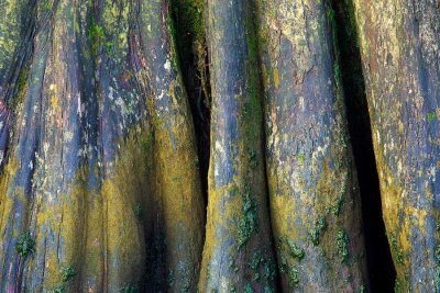 Cypress Trunk