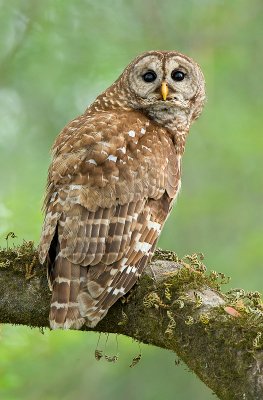 Barred Owl