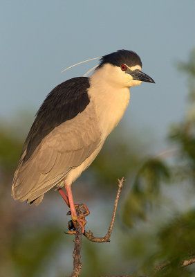 Black-crowned Night Heron