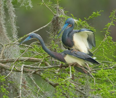 Mating Tri-colored Herons
