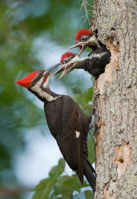 Pileated Woodpecker with Young II