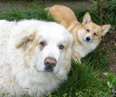 i_cani