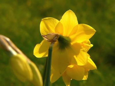 Backlit daffodil.jpg