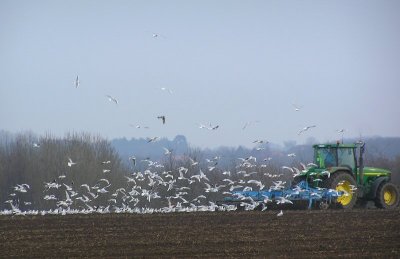 Ploughing field by A47