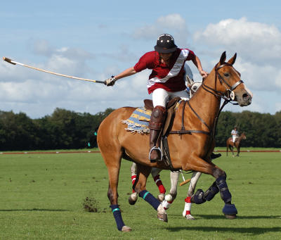 Cheshire Polo